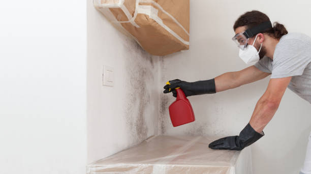 Professional Black Mold Remediation technician working in White Plains, NC
