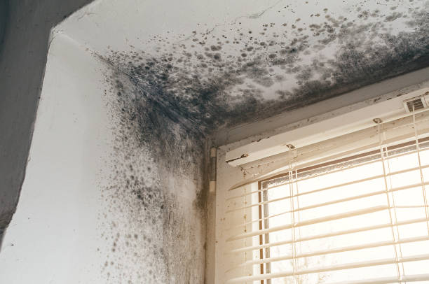 Affordable Black Mold Remediation solutions in White Plains, NC