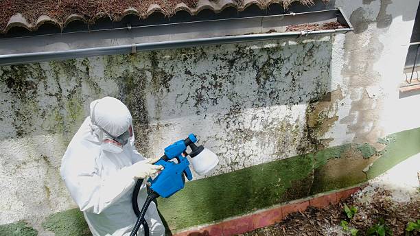 Top rated local Black Mold Remediation specialists in White Plains, NC
